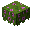 Flowering Azalea